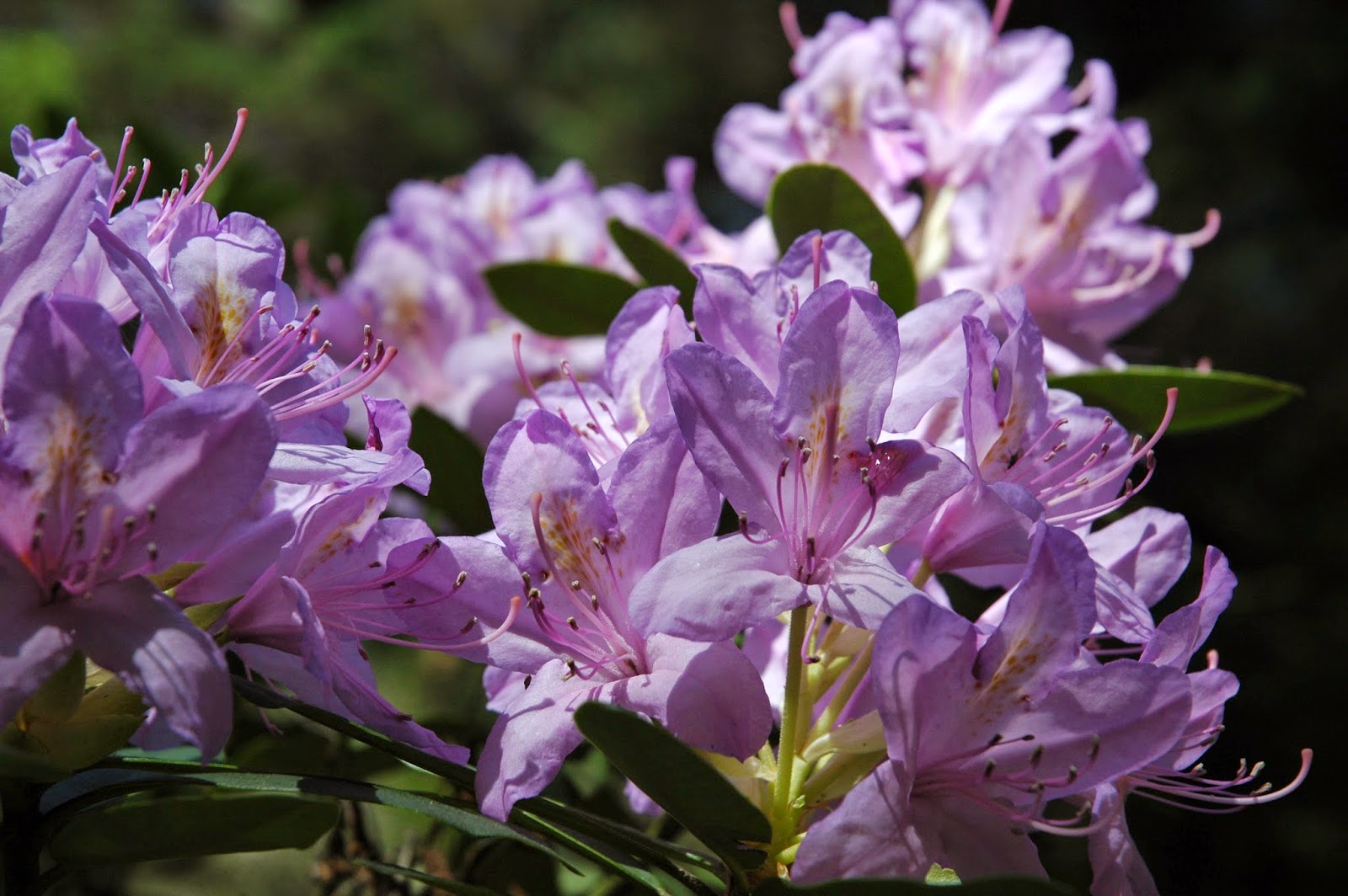 rhododendron lila nyitó