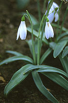 140px-Poculiform snowdrop Galanthus plicatus