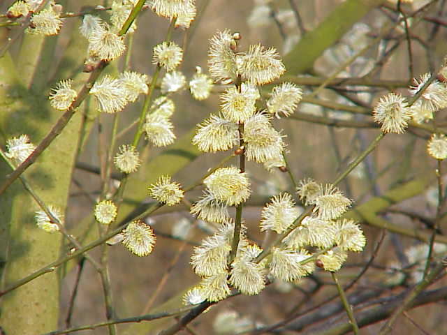 Salix caprea8