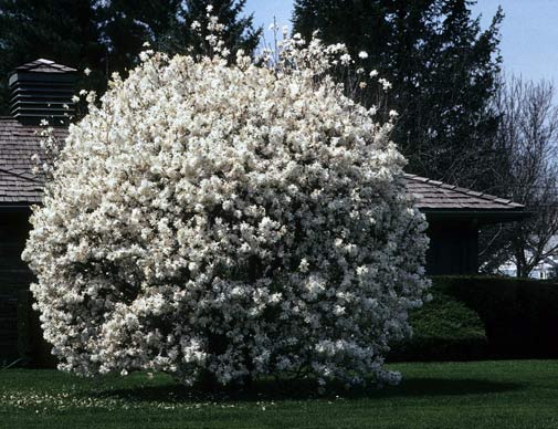 csillagviragu-magnolia